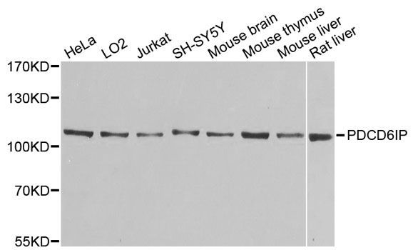 Western blot - PDCD6IP antibody (144-02215)