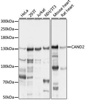 Western blot