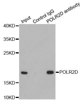 Immunoprecipitation - POLR2D Polyclonal Antibody (144-01859)