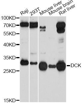 Western blot - DCK Antibody (144-01794)