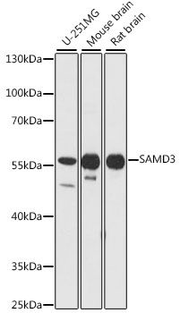 Western blot