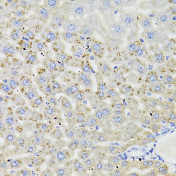 Immunohistochemistry - HSD17B13 Antibody (144-06256)