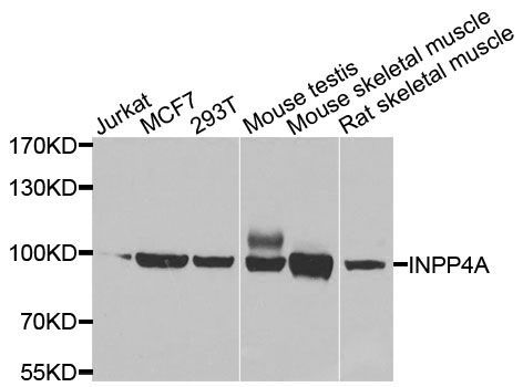 Western blot - INPP4A antibody (144-07691)