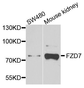 Western blot - FZD7 antibody (144-04213)