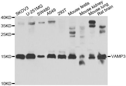 Western blot - VAMP3 antibody (144-07457)