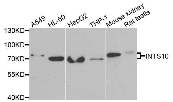 Western blot - INTS10 antibody (144-06632)