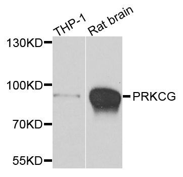 Western blot - PRKCG antibody (144-07922)