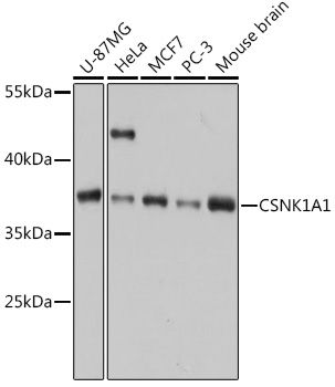 Western blot