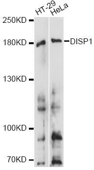 Western blot - DISP1 antibody (144-60857)