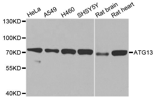 Western blot - ATG13 Polyclonal Antibody (144-00690)