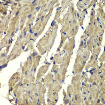 Immunohistochemistry - FXN antibody (144-01745)