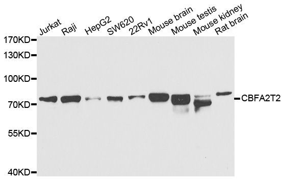 Western blot - CBFA2T2 antibody (144-07033)