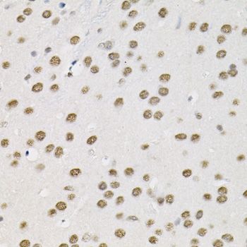 Immunohistochemistry - BAF60a Polyclonal Antibody (144-09950)