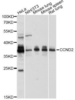 Western blot - CCND2 antibody (144-01773)