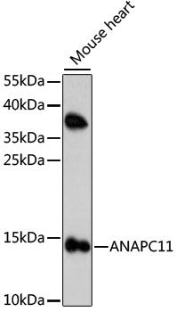 Western blot - ANAPC11 antibody (144-61061)