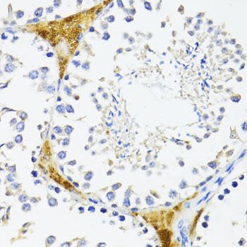 Immunohistochemistry - FN1 antibody (144-12932)