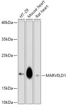 Western blot