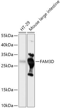 Western blot