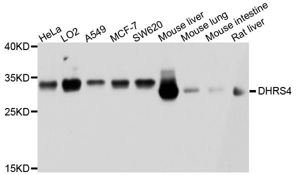 Western blot - DHRS4 Polyclonal Antibody (144-10285)