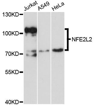 Western blot - NFE2L2 Polyclonal Antibody (144-01244)