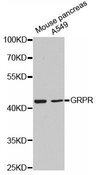 Western blot - GRPR antibody (144-61355)