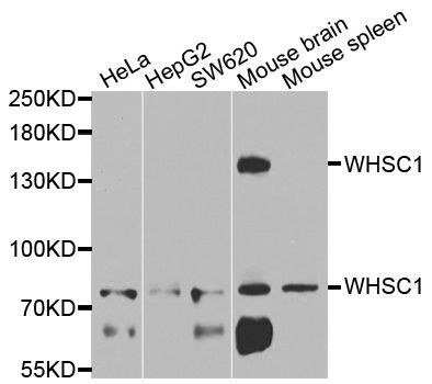 Western blot - WHSC1 Polyclonal Antibody (144-07938)