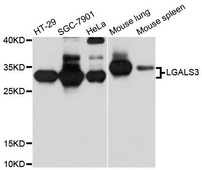 Western blot - [KO Validated] LGALS3 Polyclonal Antibody (144-60364)