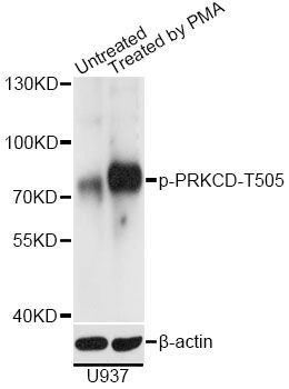 Western blot - Phospho-PRKCD-T505 pAb (144-61514)