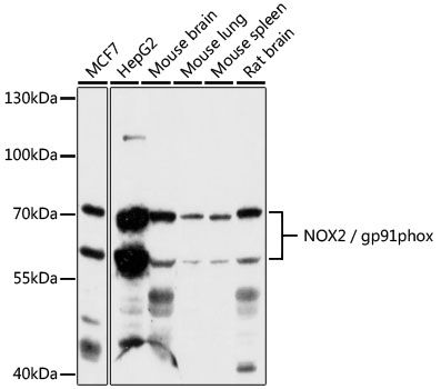 Western blot