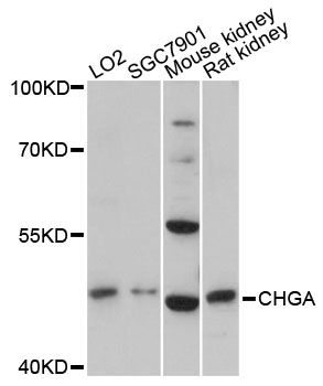 Western blot - CHGA antibody (144-61314)