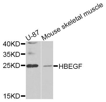 Western blot - HBEGF Polyclonal Antibody (144-01695)