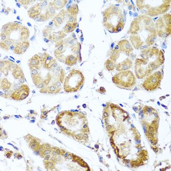 Immunohistochemistry - PER1 antibody (144-08449)