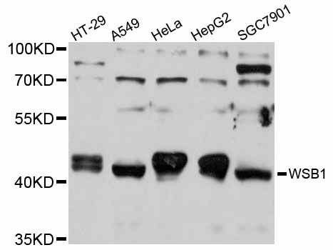 Western blot - WSB1 antibody (144-012195)