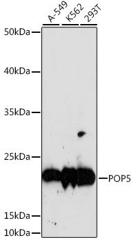 Western blot