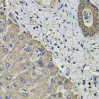 Immunohistochemistry - KCNK9 antibody (144-08609)