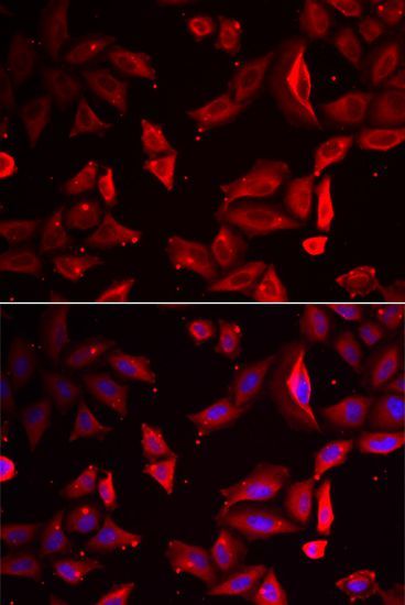Immunofluorescence - SERPINB9 antibody (144-06393)