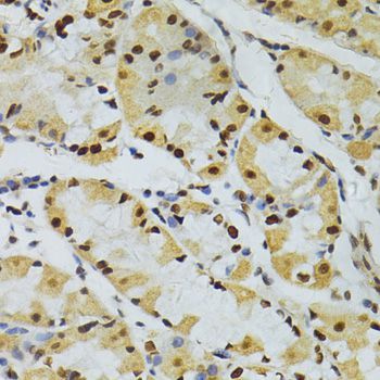 Immunohistochemistry - ALYREF antibody (144-06010)