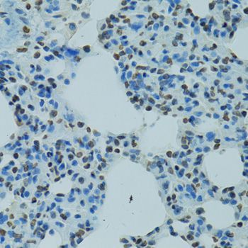 Immunohistochemistry - AHR antibody (144-01451)