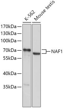 Western blot