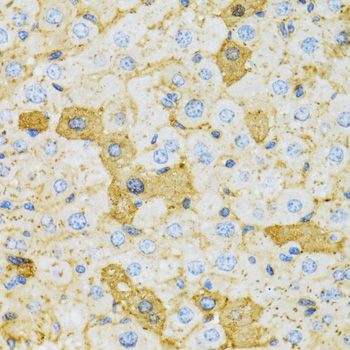 Immunohistochemistry - OXA1L antibody (144-06300)