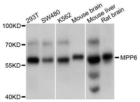 Western blot - MPP6 Polyclonal Antibody (144-600569)