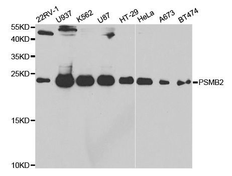 Western blot - PSMB2 antibody (144-05483)