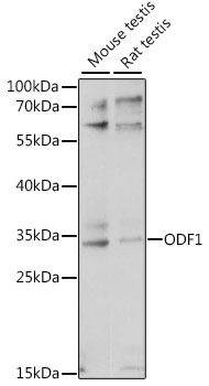 Western blot