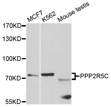 Western blot - PPP2R5C antibody (144-05480)
