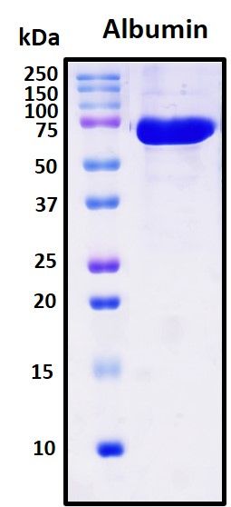 SDS-PAGE