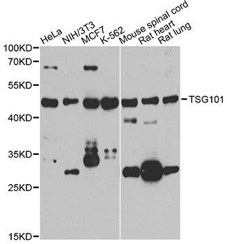 Western blot - TSG101 antibody (144-61333)
