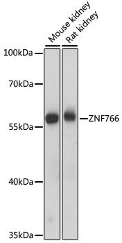 Western blot - ZNF766 antibody (144-015925)