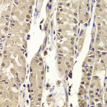 Immunohistochemistry - BLZF1 Polyclonal Antibody (144-06430)