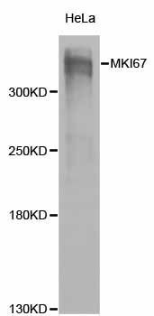 Western blot - MKI67 Polyclonal Antibody (144-02094)