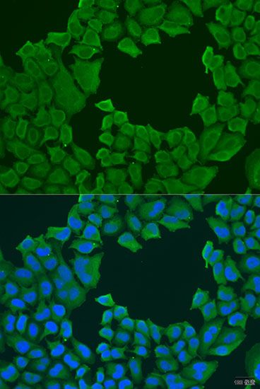 Immunofluorescence - STXBP3 antibody (144-08153)